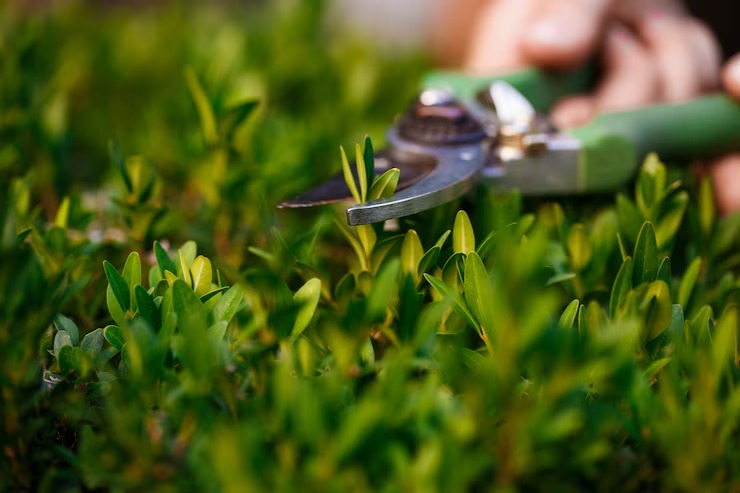 Garden Services